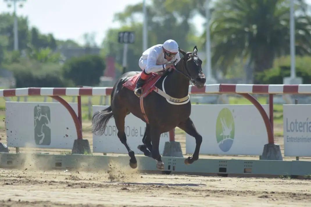 Ejemplar al galope en el Hipódromo de La Plata